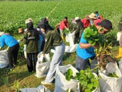 Relawan Bersihkan Permukaan Sungai Bengawan Solo yang Tercover oleh Eceng Gondok Sejauh 5 KM