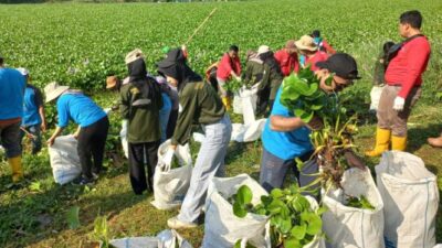 Relawan Bersihkan Permukaan Sungai Bengawan Solo yang Tercover oleh Eceng Gondok Sejauh 5 KM