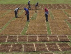 Gaprindo Mengkritik RPP Kesehatan yang Tidak Mendukung Industri Tembakau