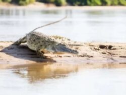 Mengerikan! Seorang Bocah Sekolah Dasar Diserang Buaya di Sungai Arut Saat Mandi, Tubuhnya Tergores Parah