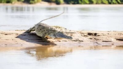 Mengerikan! Seorang Bocah Sekolah Dasar Diserang Buaya di Sungai Arut Saat Mandi, Tubuhnya Tergores Parah