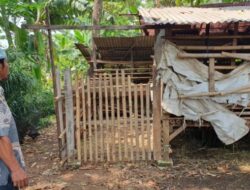 Pencurian Kambing di Depok, Warga Mengaku Terkejut dengan Modus Baru Penjahat