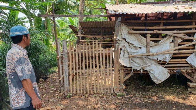 Pencurian Kambing di Depok, Warga Mengaku Terkejut dengan Modus Baru Penjahat