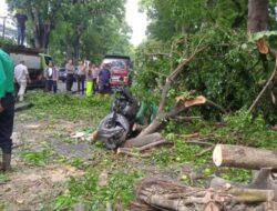 Wanita Pengendara Motor di Medan Meninggal, Akibat Diseruduk Pohon Tumbang saat Hujan Lebat