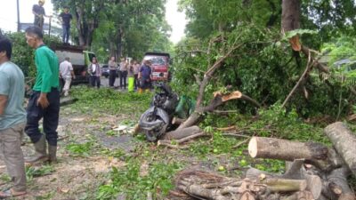 Wanita Pengendara Motor di Medan Meninggal, Akibat Diseruduk Pohon Tumbang saat Hujan Lebat