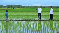 Aktivis Papua Minta Dihentikan Proyek Pengembangan Satu Juta Hektar Sawah di Merauke