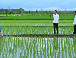 Aktivis Papua Minta Dihentikan Proyek Pengembangan Satu Juta Hektar Sawah di Merauke