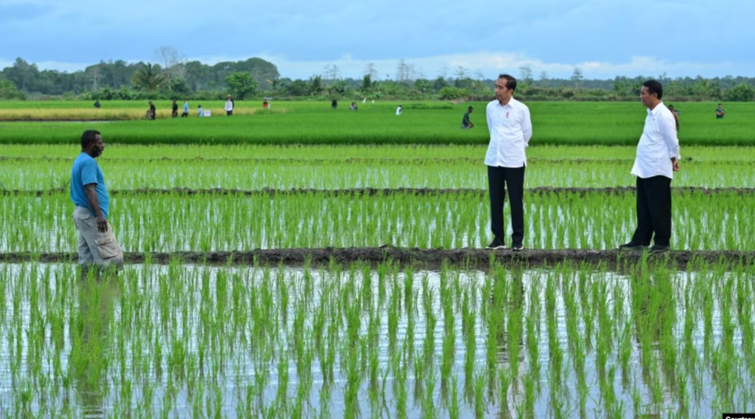 Aktivis Papua Minta Dihentikan Proyek Pengembangan Satu Juta Hektar Sawah di Merauke