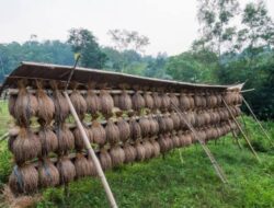 Menjaga Ketahanan Pangan dengan Tradisi Padi Huma yang Berfokus pada Konservasi Alam oleh Arista Montana