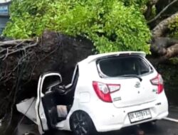 Cuaca Ekstrem Bali: Pohon Tumbang Tewaskan Wanita di Kuta