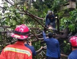 Pohon Tumbang di Bogor: 2 Korban Akibat Mobil dan Pemotor Terkena