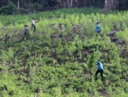 TNI Aceh Musnahkan 3 Hektare Lahan Ganja