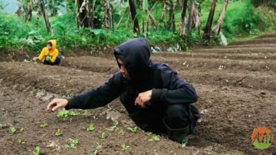 Arista Montana: Meningkatkan Keberlanjutan dengan Pertanian Organik dan Agroforestri