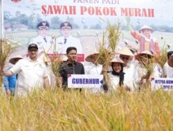 Inovasi Budidaya Padi Ramah Lingkungan di Kabupaten Agam