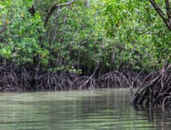 PP 27/2025 Resmi Terbit: Mangrove Garda Terdepan Mitigasi Iklim