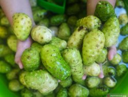 7 Manfaat Mengkudu Yang Jarang Diketahui