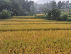 Arista Montana Bangun Model Pertanian Lestari untuk Generasi Baru