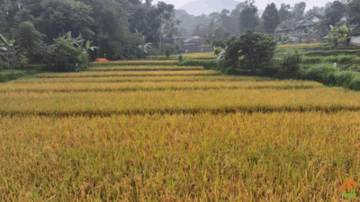 Arista Montana Bangun Model Pertanian Lestari untuk Generasi Baru