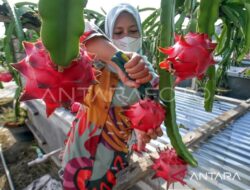 10 Manfaat Smoothies Buah Naga & Pisang Untuk Energiku